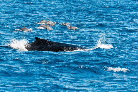 VIP Luxury Chartered Escapes, Exploring The Reef At Your Own Pace - Surfers Gold Coast 19