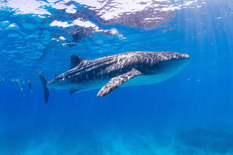 VIP Luxury Chartered Escapes, Exploring The Reef At Your Own Pace - Surfers Gold Coast 9