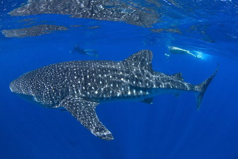 VIP Luxury Chartered Escapes, Exploring The Reef At Your Own Pace - Surfers Gold Coast 31