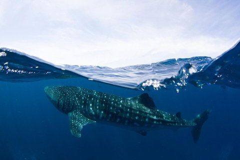 VIP Luxury Chartered Escapes, Exploring The Reef At Your Own Pace - Surfers Gold Coast 51