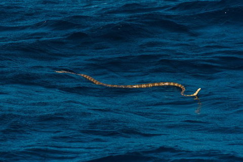 VIP Luxury Chartered Escapes, Exploring The Reef At Your Own Pace - Surfers Gold Coast 23