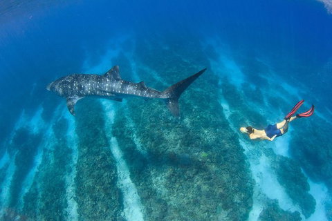 VIP Luxury Chartered Escapes, Exploring The Reef At Your Own Pace - Surfers Gold Coast 47