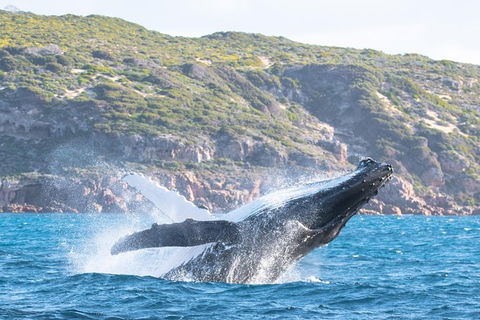 Jet Boat Whale Watching Safari From Dunsborough - Surfers Gold Coast 0