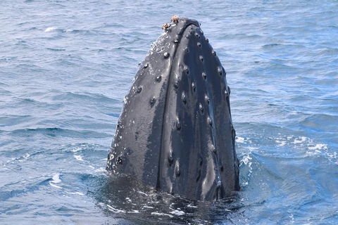 Jet Boat Whale Watching Safari From Dunsborough - Surfers Gold Coast 1