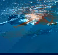 Swim with Whale Sharks - Ningaloo Reef - 3 Islands Whale Shark Dive - Surfers Gold Coast