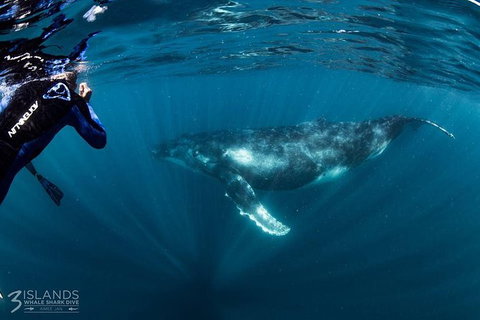 Swim With Humpback Whales - Ningaloo Reef - 3 Islands Whale Shark Dive - Surfers Gold Coast 1