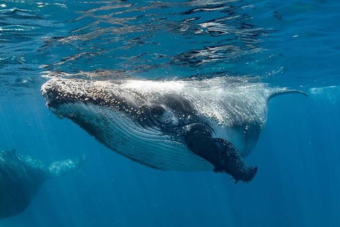 Swim With Humpback Whales - Ningaloo Reef - 3 Islands Whale Shark Dive - Surfers Gold Coast 0
