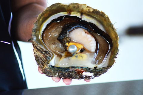 Live Pearl Harvest Experience - Perth - Surfers Gold Coast 4