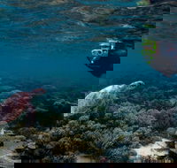 3 Night Ningaloo Reef Snorkel and Dive Getaway from Coral Bay - Surfers Gold Coast