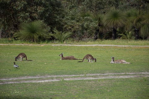 Yanchep & Lancelin - Wildlife, Cave And Sands - Surfers Gold Coast 8