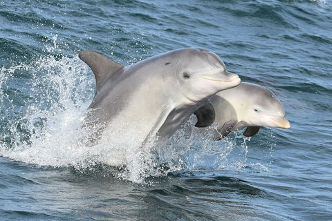 Mandurah Dolphin And Scenic Marine Cruise - Surfers Gold Coast 12