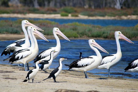 Mandurah Dolphin And Scenic Marine Cruise - Surfers Gold Coast 7