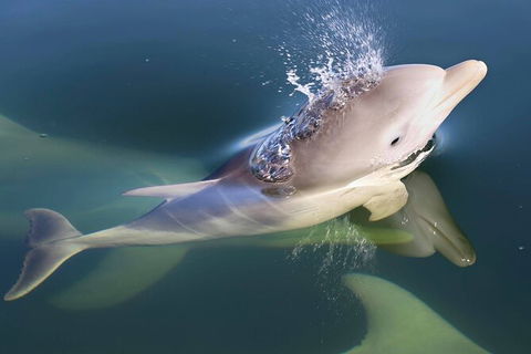 Mandurah Dolphin And Scenic Marine Cruise - Surfers Gold Coast 4