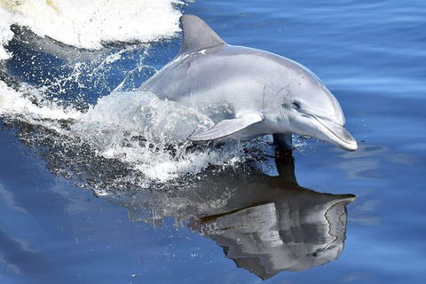 Mandurah Dolphin Island Adventure - Surfers Gold Coast 14
