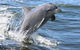 Mandurah Dolphin Island Adventure - thumb 11