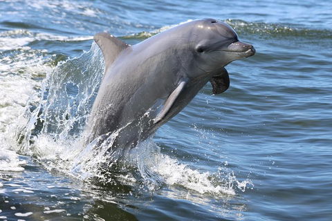 Mandurah Dolphin Island Adventure - Surfers Gold Coast 11