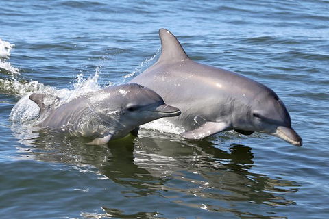 Mandurah Dolphin Island Adventure - Surfers Gold Coast 6