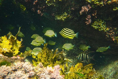 Margaret River Coastal And Wildlife Eco Trip From Busselton Or Dunsborough - Surfers Gold Coast 4