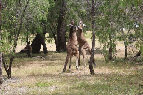 Margaret River Coastal And Wildlife Eco Trip From Busselton Or Dunsborough - Surfers Gold Coast 14