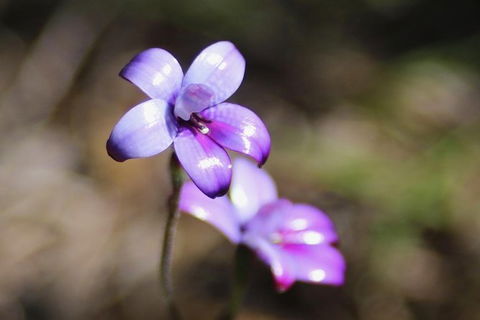 Margaret River Coastal And Wildlife Eco Trip From Busselton Or Dunsborough - Surfers Gold Coast 6