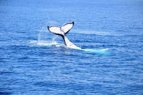 Margaret River Coastal And Wildlife Eco Trip From Busselton Or Dunsborough - Surfers Gold Coast 11