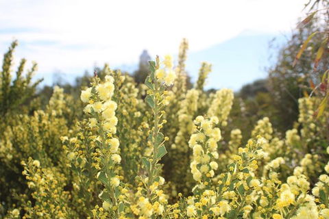 Margaret River Coastal And Wildlife Eco Trip From Busselton Or Dunsborough - Surfers Gold Coast 7