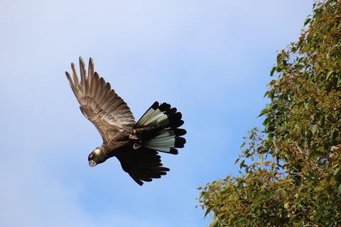 Margaret River Coastal And Wildlife Eco Trip From Busselton Or Dunsborough - Surfers Gold Coast 3