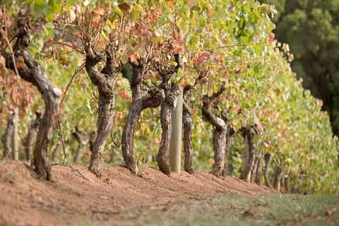 Vasse Felix Winery Tour And Tasting - Surfers Gold Coast 3