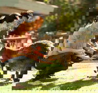 Very Best of Perth Tour - Wildlife Park  City Highlights Tour - Surfers Gold Coast
