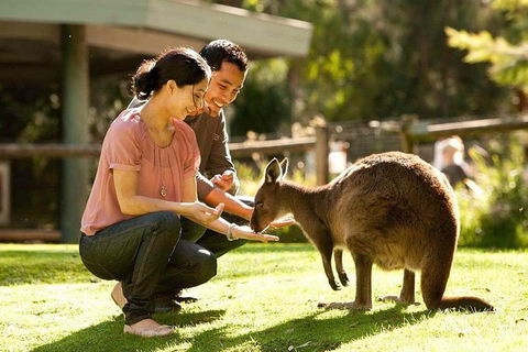 Very Best Of Perth Tour - Wildlife Park & City Highlights Tour - Surfers Gold Coast 0