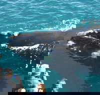 Augusta Whale Watching Eco Tour - Surfers Gold Coast