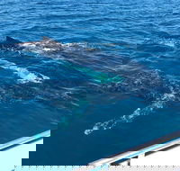 Busselton Whale Watching - Surfers Gold Coast
