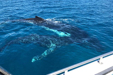 Busselton Whale Watching - Surfers Gold Coast 0
