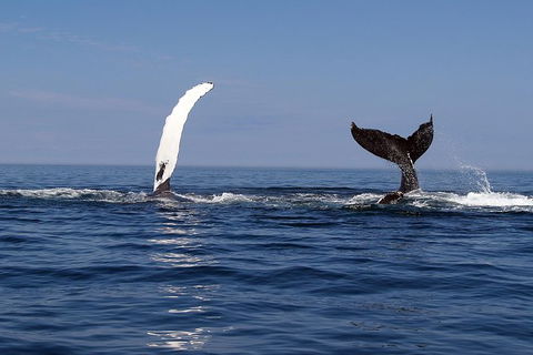 Busselton Whale Watching - Surfers Gold Coast 1