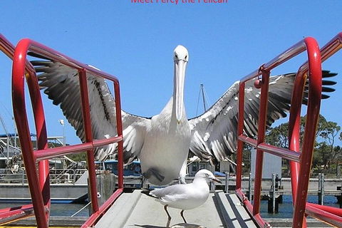 Kalgan Queen Scenic Cruises A Four Hour Sheltered Water Wildlife Tour Daily Fun. - Surfers Gold Coast 1