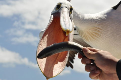 Kalgan Queen Scenic Cruises A Four Hour Sheltered Water Wildlife Tour Daily Fun. - Surfers Gold Coast 5