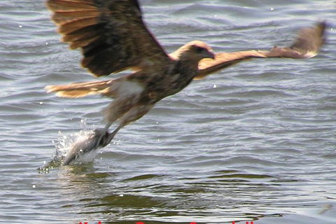 Kalgan Queen Scenic Cruises A Four Hour Sheltered Water Wildlife Tour Daily Fun. - Surfers Gold Coast 6