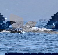 3 Hour Winter Whale Safari May - Oct around King George Sound - Surfers Gold Coast