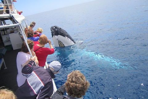 Busselton Whale Watching Eco Tour - Surfers Gold Coast 1