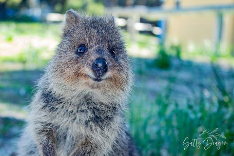 Snorkel And Visit The Gorgeous Rottnest Island - Surfers Gold Coast 0