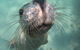 Snorkel And Visit The Gorgeous Rottnest Island - thumb 1