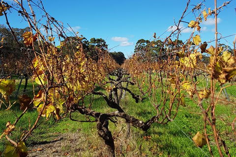 5 Hours Wineries, Coffee Tasting, Forest & Lunch At The Berry Farm - Surfers Gold Coast 15