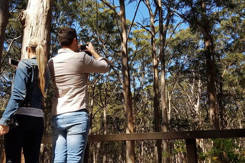 5 Hours Wineries, Coffee Tasting, Forest & Lunch At The Berry Farm - Surfers Gold Coast 9