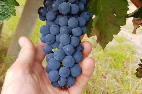 5 Hours Wineries, Coffee Tasting, Forest & Lunch At The Berry Farm - Surfers Gold Coast 18