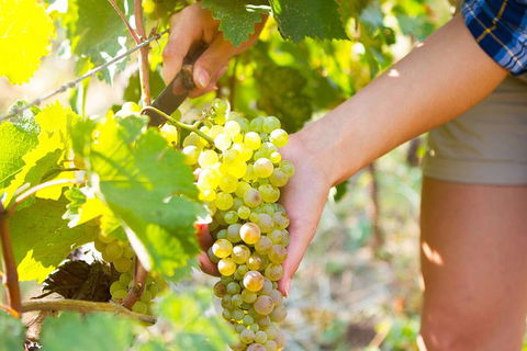 5 Hours Wineries, Coffee Tasting, Forest & Lunch At The Berry Farm - Surfers Gold Coast 3