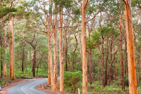5 Hours Wineries, Coffee Tasting, Forest & Lunch At The Berry Farm - Surfers Gold Coast 13