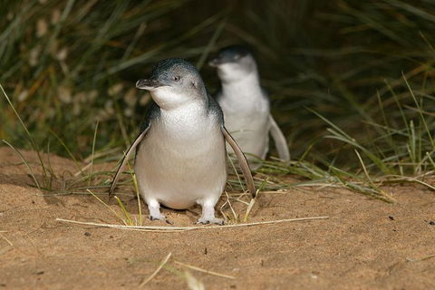 Express Expedition To Phillip Island Penguin Wildlife Encounter Evening Tour - Surfers Gold Coast 0