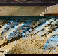 Half Day Phillip Island Penguin Parade PLUS Tour - Surfers Gold Coast