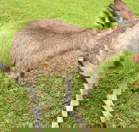 2 Day Exclusively Private Tour Of Phillip Island  The Penguin Parade - Surfers Gold Coast