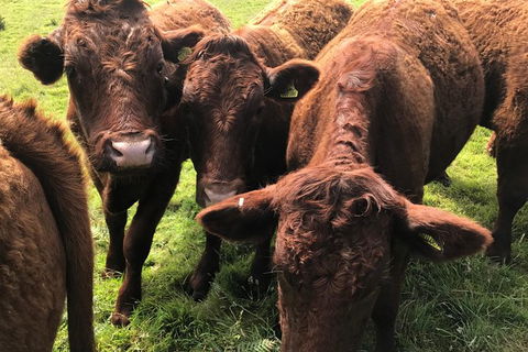 2 Day Exclusively Private Tour Of Phillip Island & The Penguin Parade - Surfers Gold Coast 1